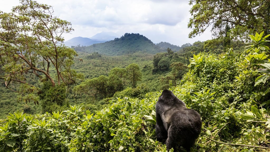 4-Day Gorilla Trekking Rwanda