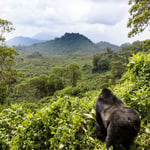 4-Day Gorilla Trekking