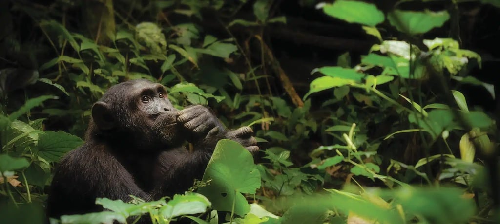 8-Day Uganda Primates & Wildlife