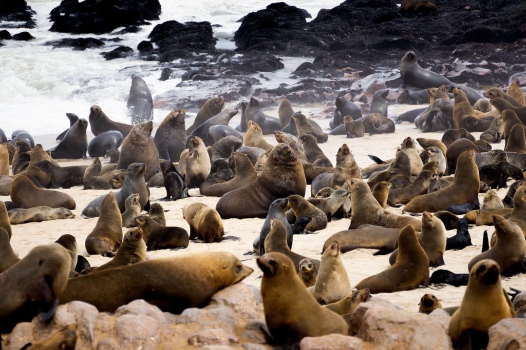 11-Day Namibia Fly-In: Sossusvlei, Skeleton Coast & Etosha