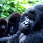 8-Day Tour Highlights of Uganda