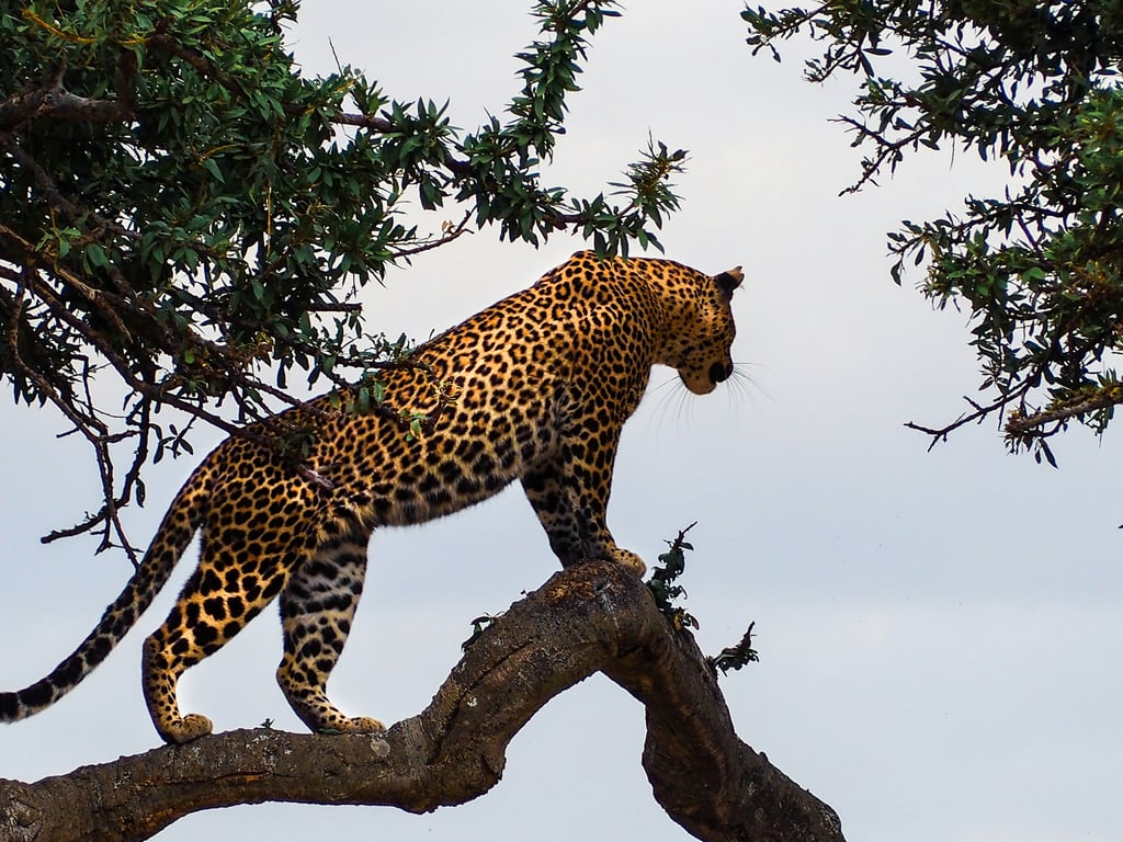 Top African Countries to Visit in 2025