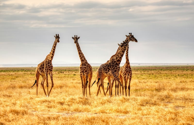 10 fun facts about giraffes