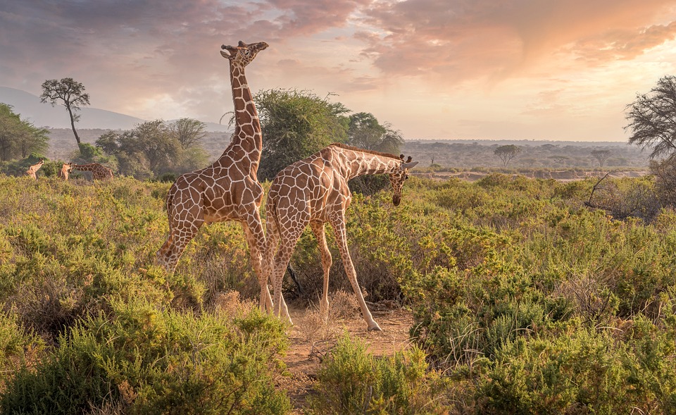 4-Day Highlights of Kenya: Exclusive Helicopter Safari
