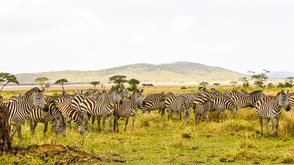 Tanzania Safari in 4 Days: Discover the Best of the Northern Circuit
