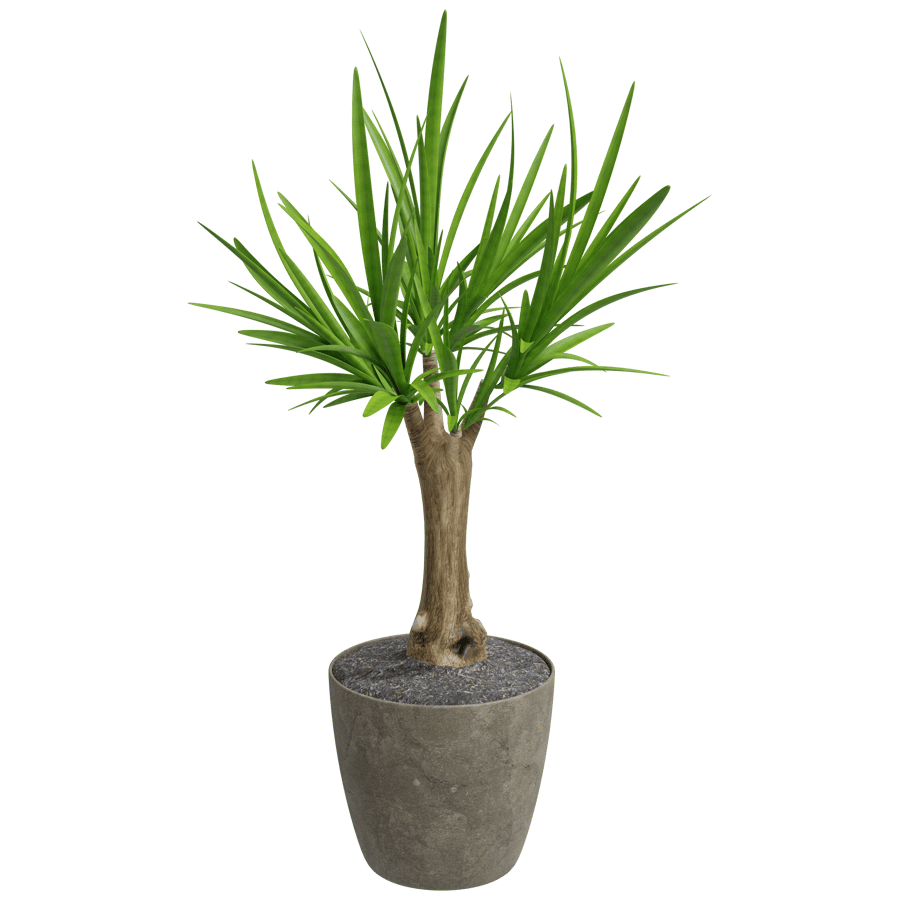 ゆか植物 Yucca Plant 3D Model - A23D