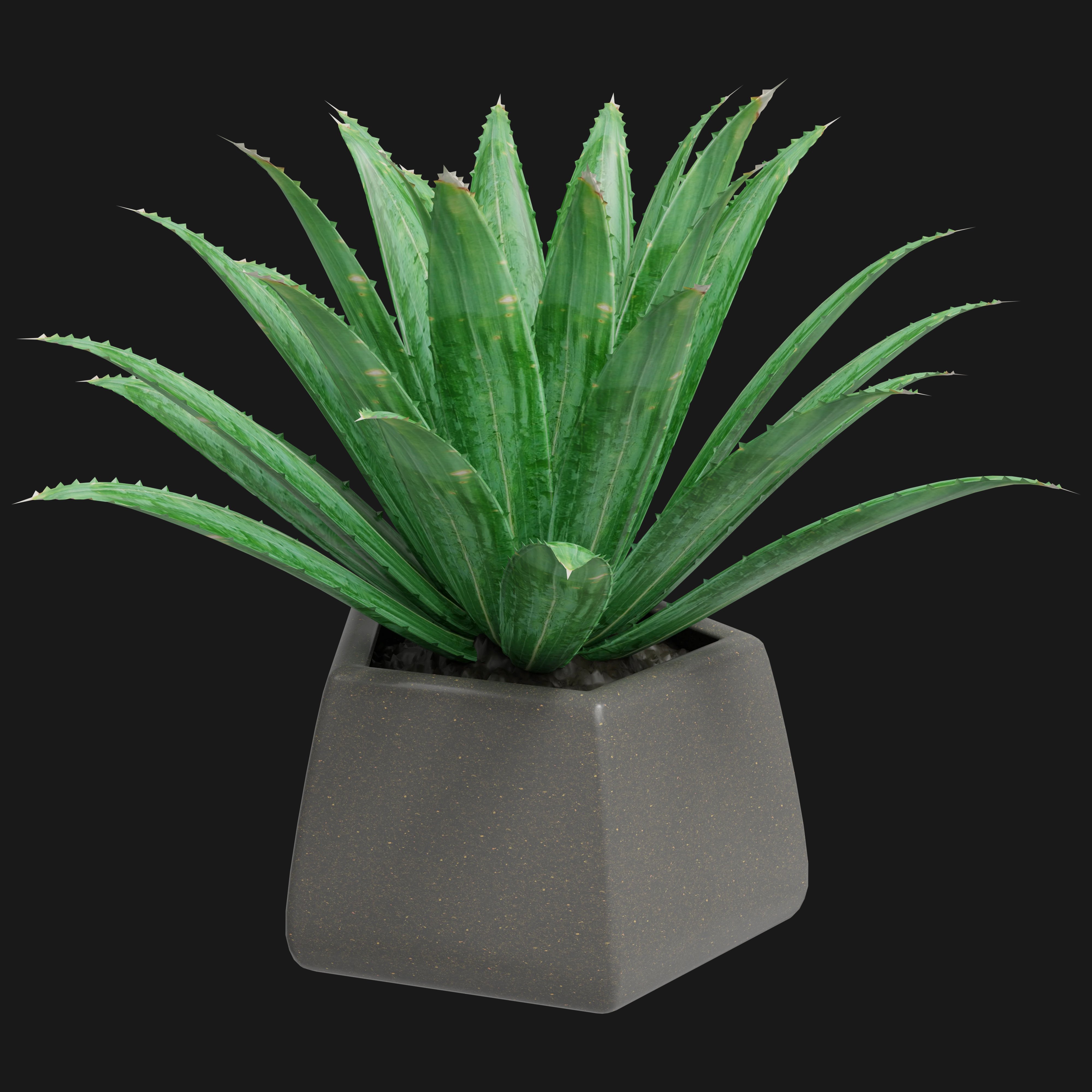 Aloe Vera Plant 3D Model - A23D