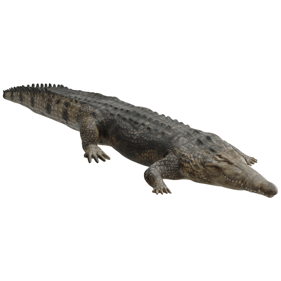 Crocodile 3D Model - A23D