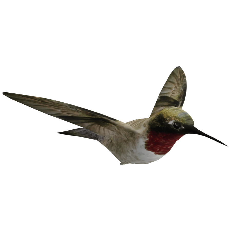 Hummingbird 3D Model - A23D