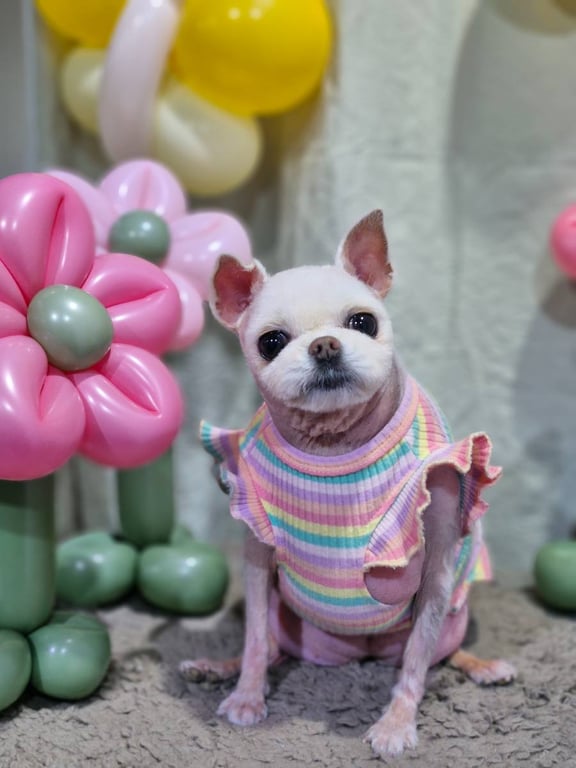 솜 미용 사진