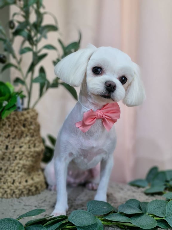 사랑 미용 사진