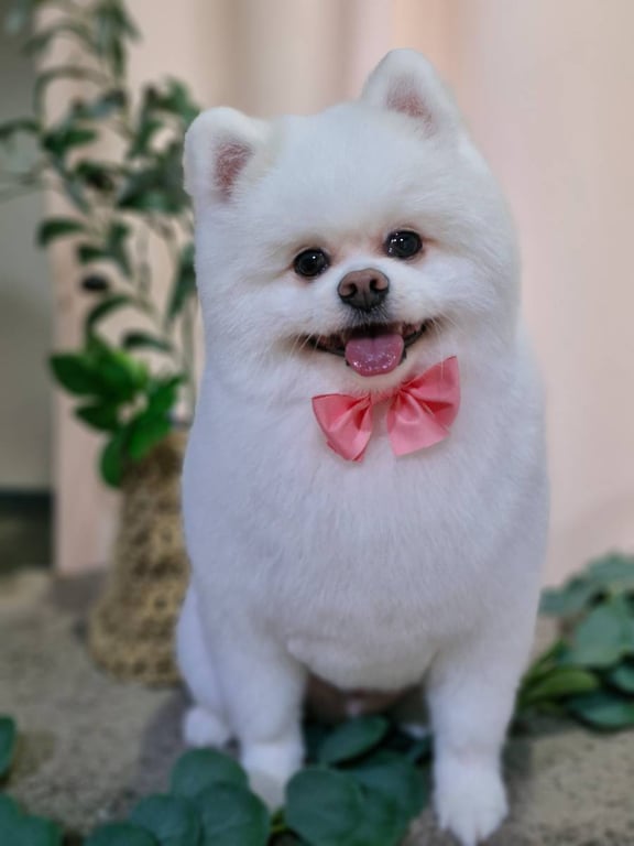 웅 미용 사진