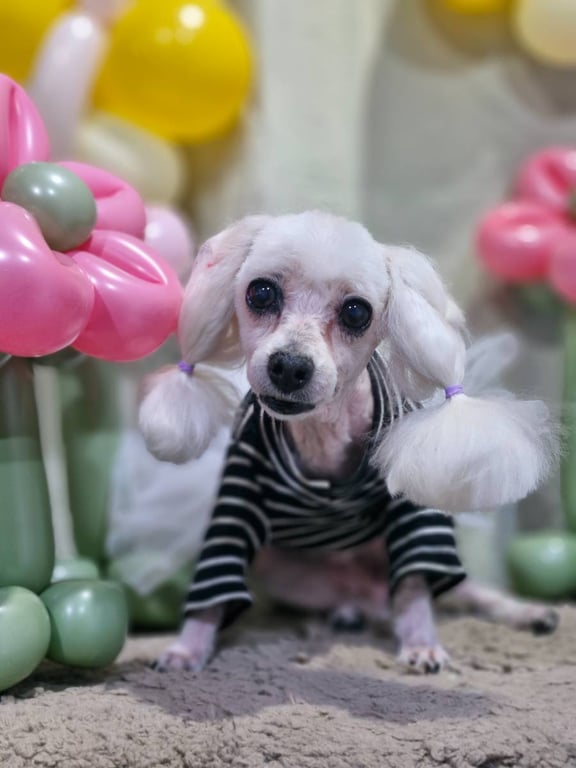 사랑이 미용 사진
