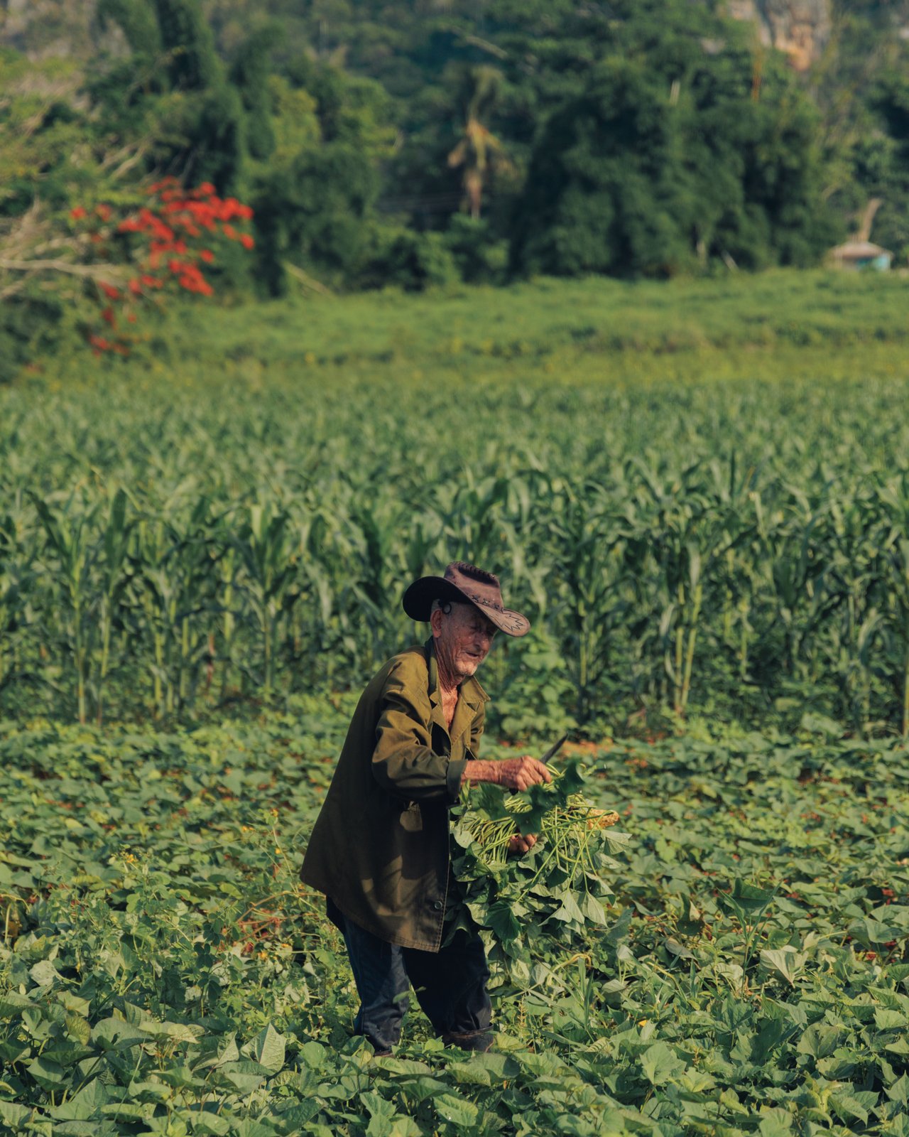 A farmer in a hat working a green tobacco field, Viñales, Cuba