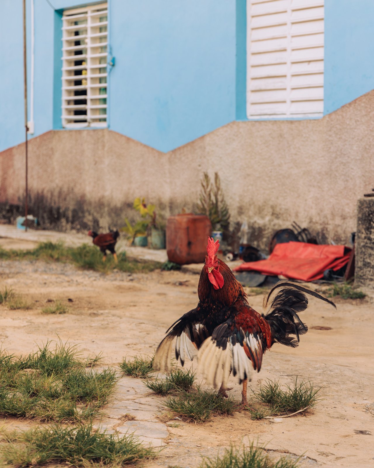 A rooster on a dirt lot before a pastel-blue house, Cuba