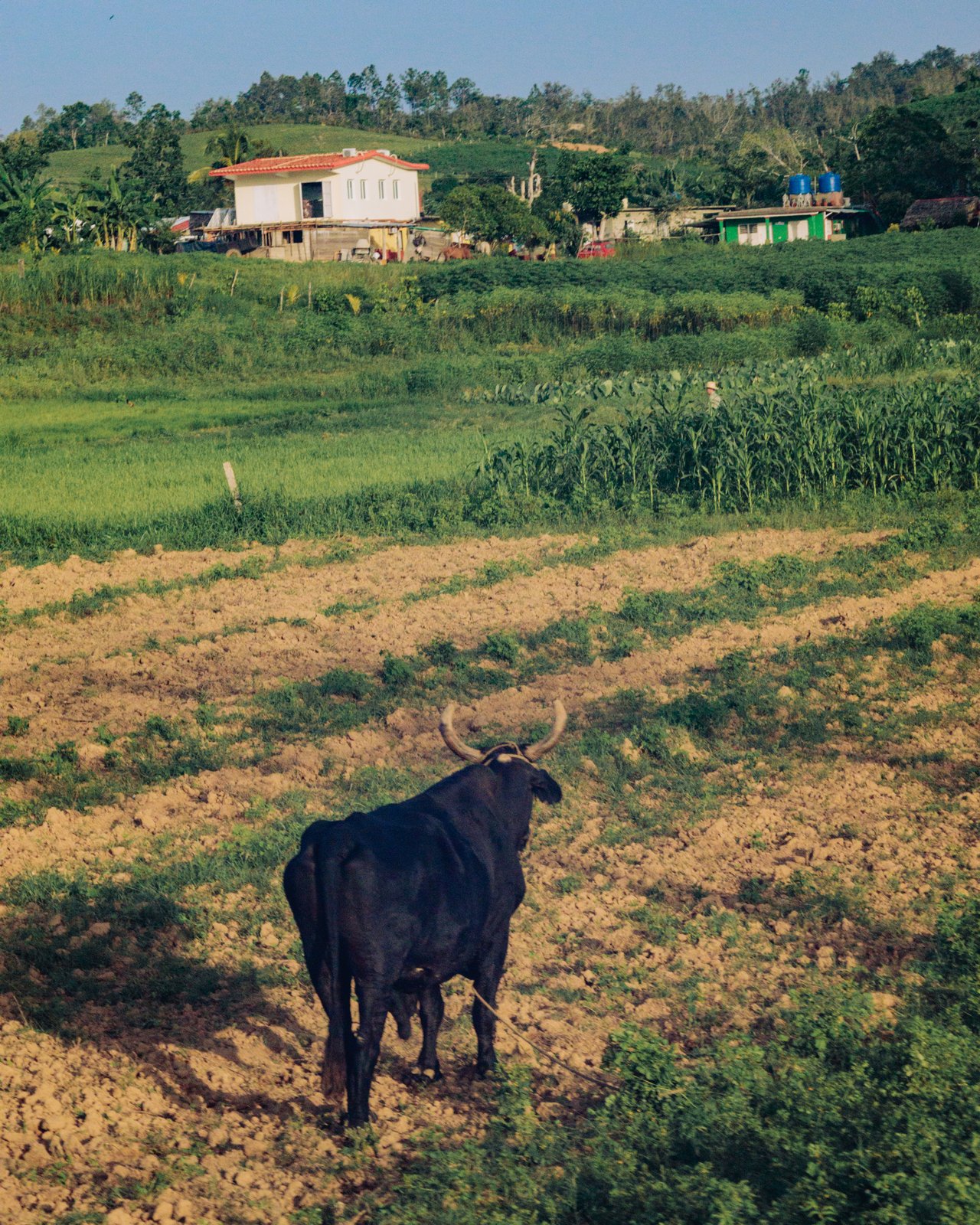An ox standing in a ploughed field below green hills and a farmhouse, Viñales, Cuba