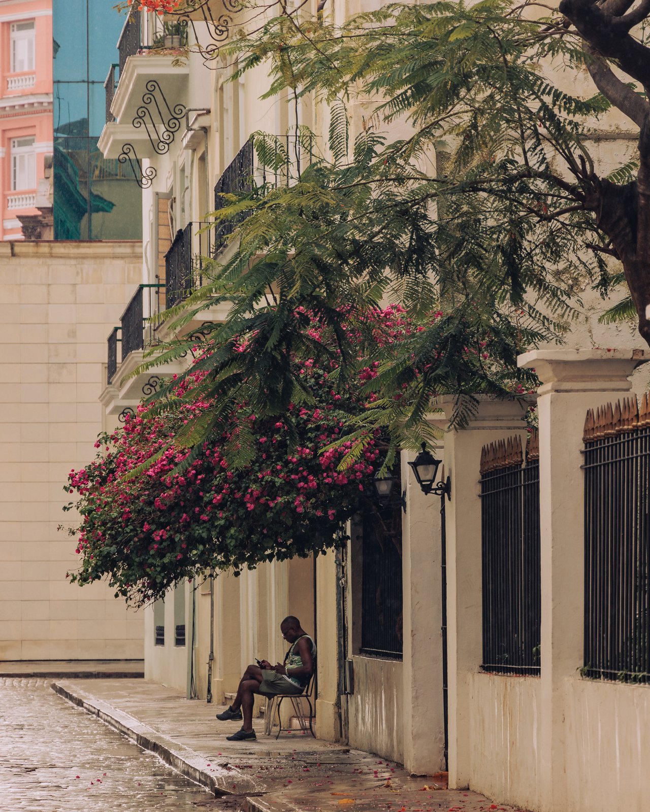 A person seated beneath a cascade of pink bougainvillea by a colonial building, Havana, Cuba