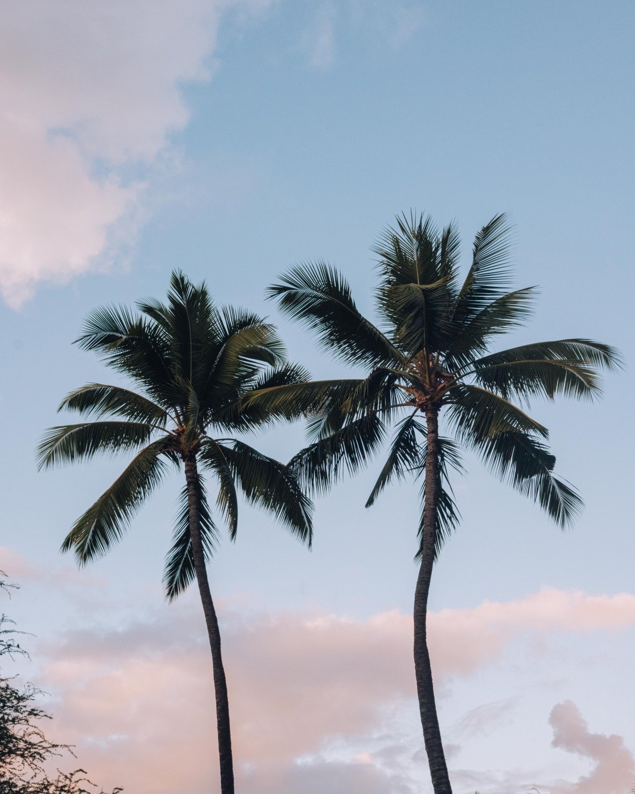 Two coconut palms against a pastel sunset sky, Ko Olina, Hawaiʻi