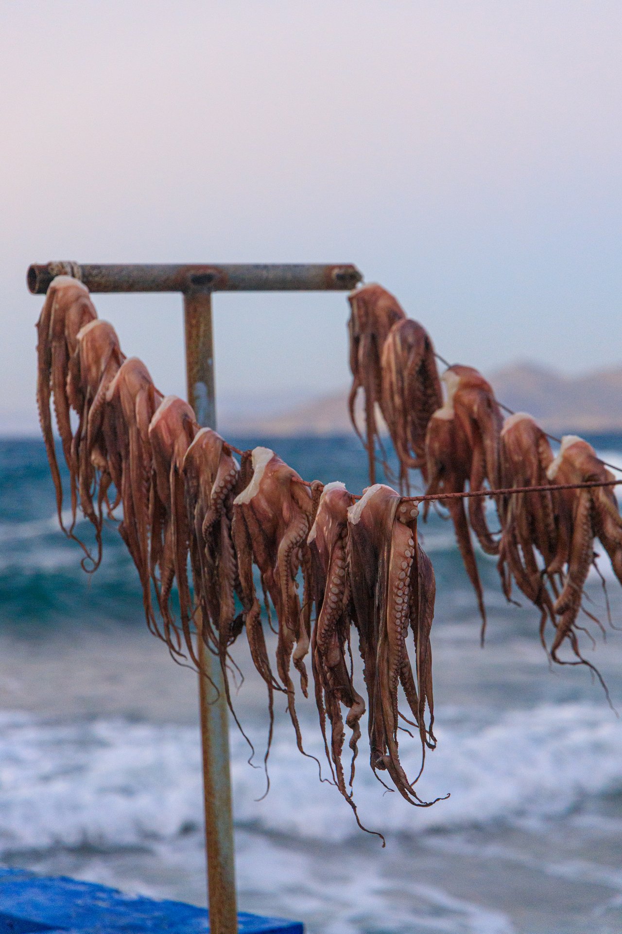 Octopus hung to dry on a line by the sea at dusk, Greece