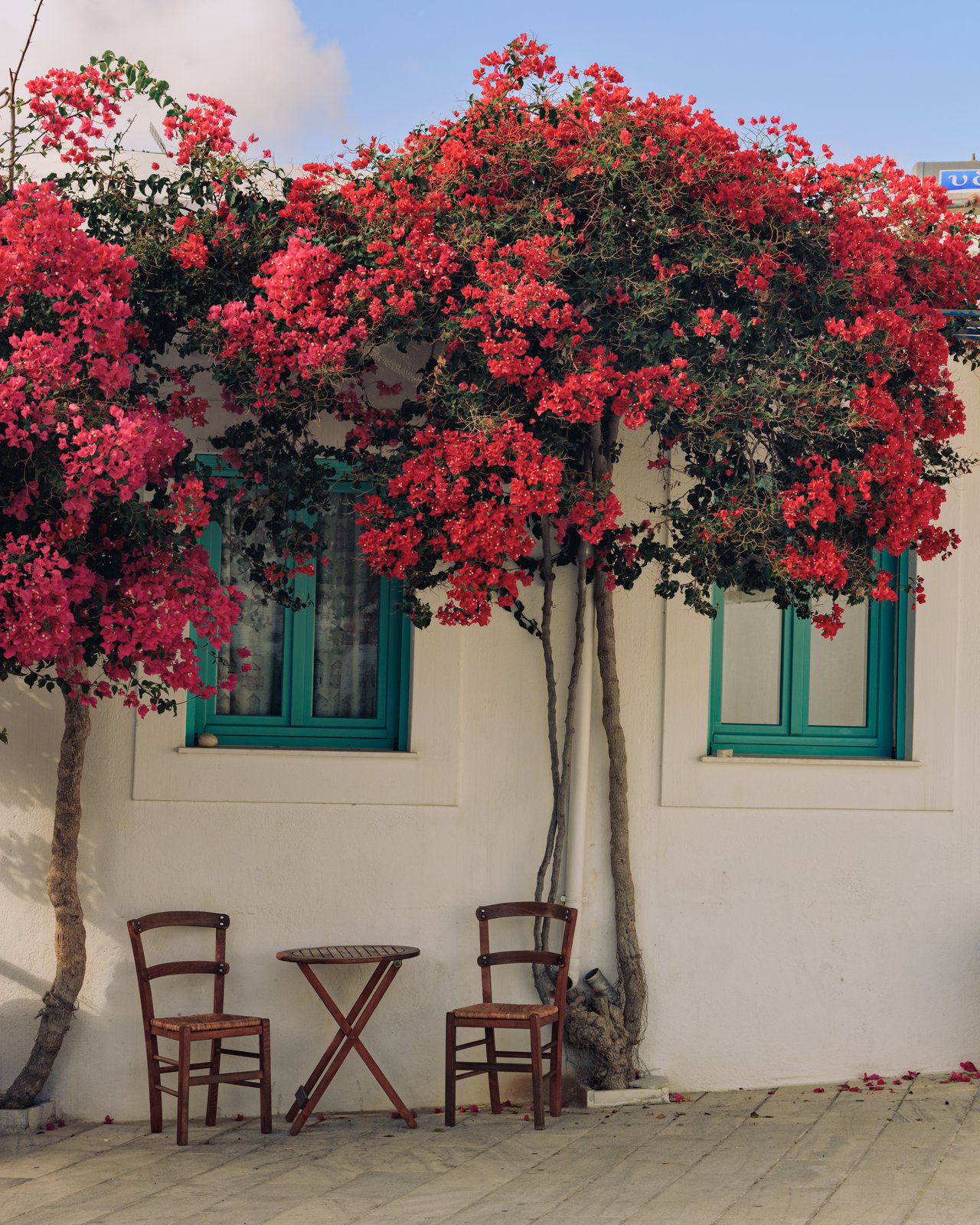 A white house with green shutters, a bright bougainvillea tree and a cafe table, Greece