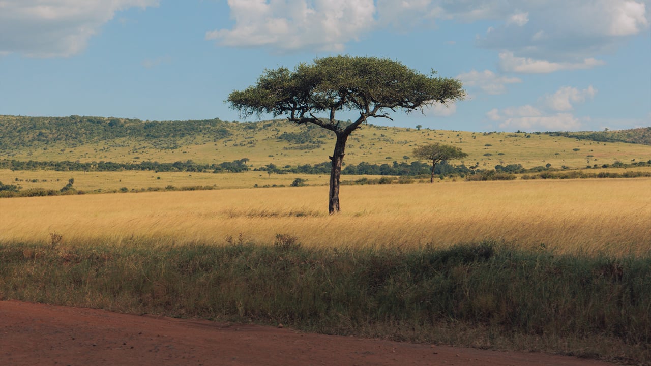 A lone acacia tree on the golden savanna beneath low hills, Maasai Mara, Kenya