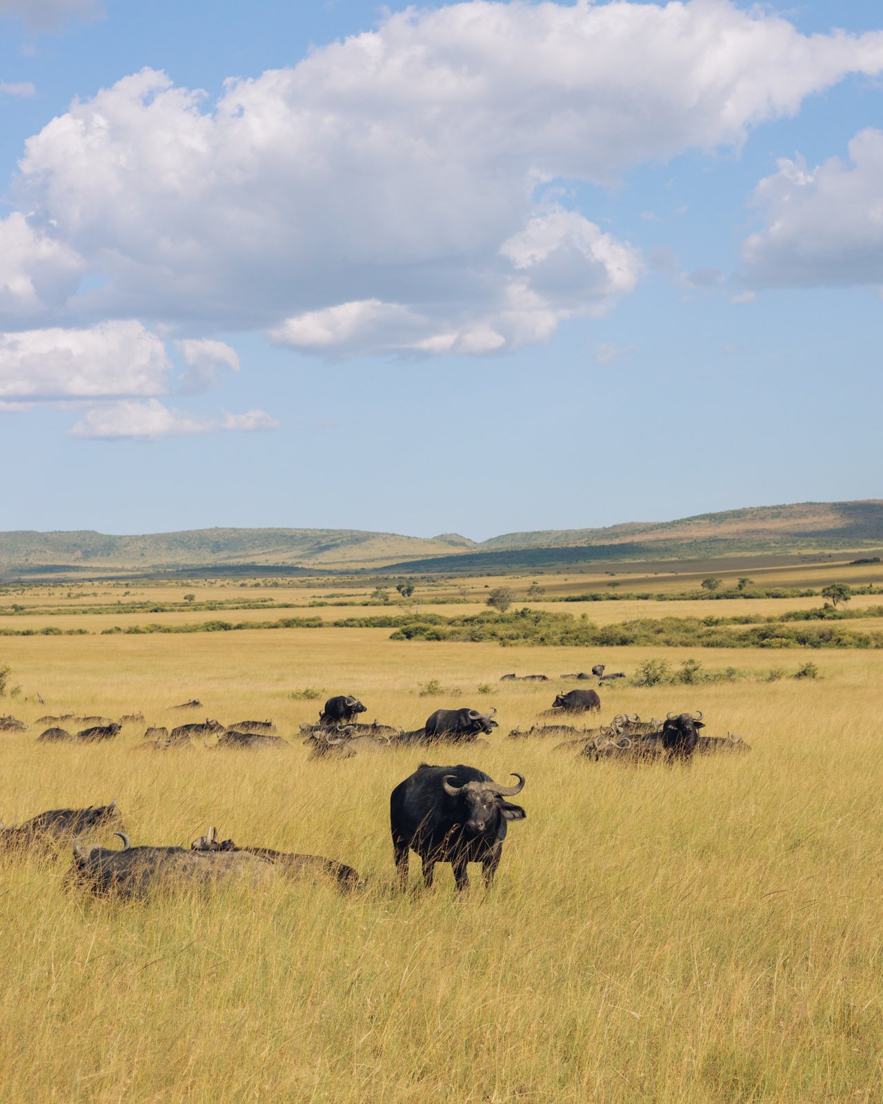 A vast empty golden plain with a single distant acacia under a wide sky, Kenya