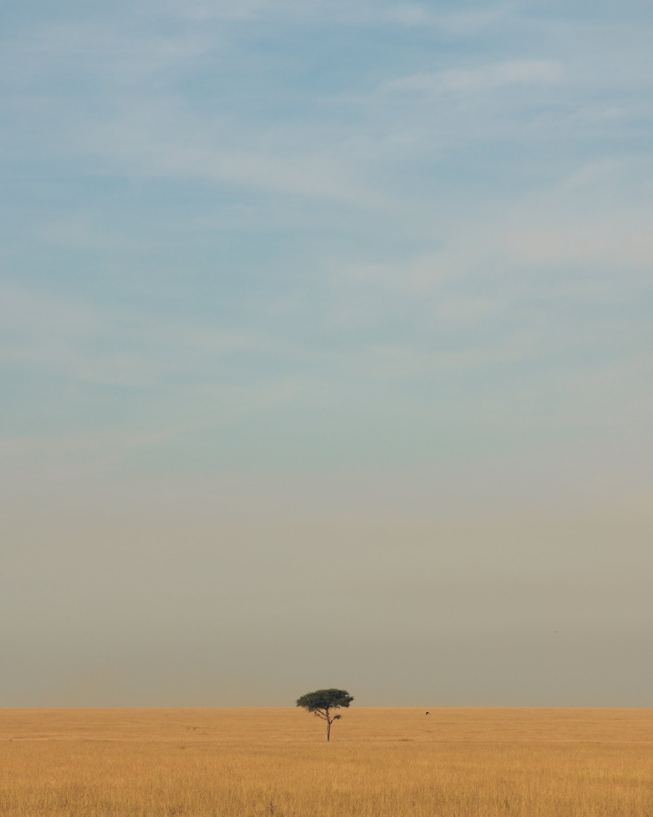 A whitewashed house with a flowering bush against a blue sky, coastal Kenya
