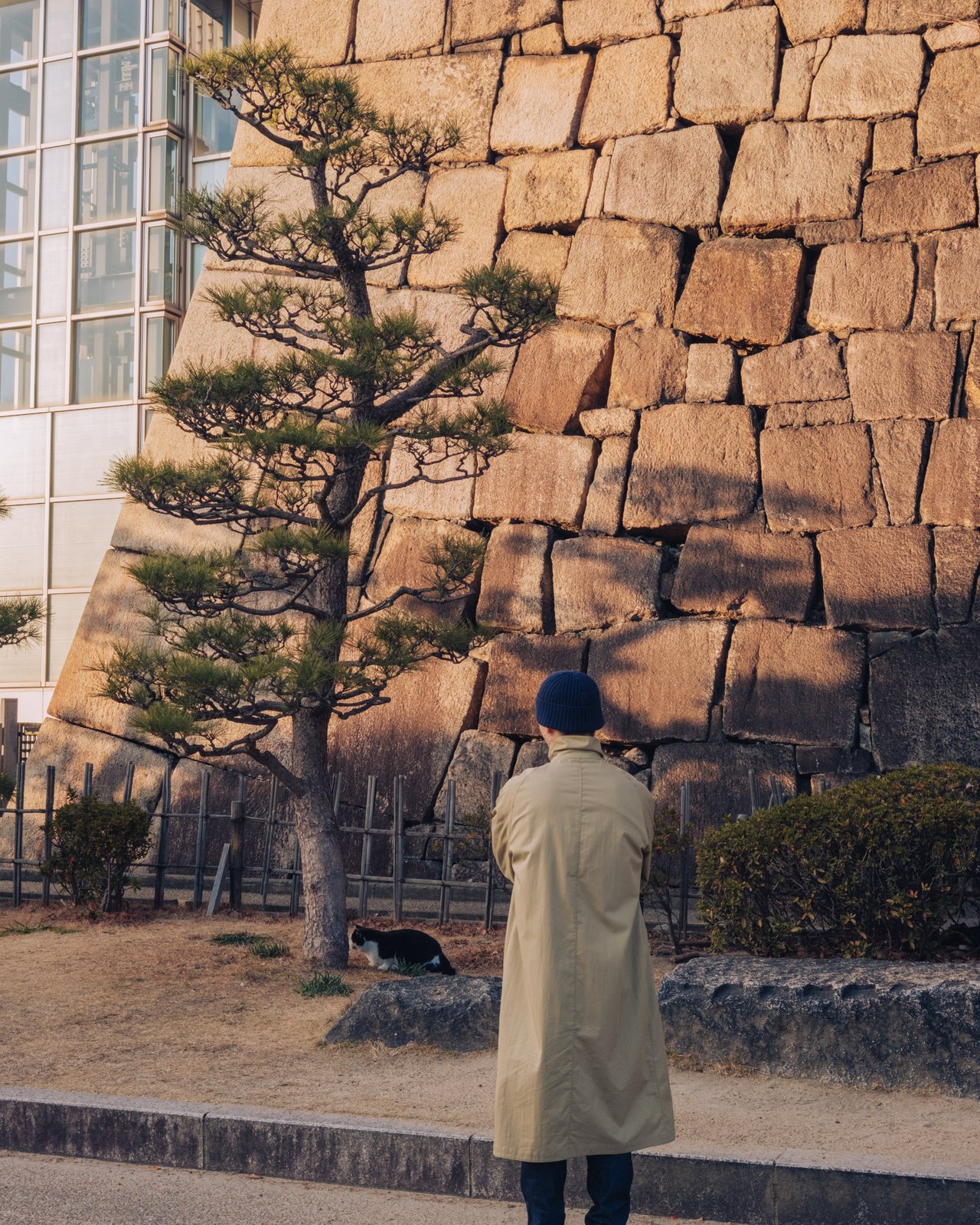 A person before the massive stone wall and pine of Osaka Castle, a cat on the path