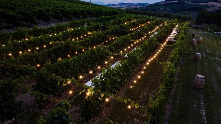 Agriturismo Oasi Biologica — photo 6