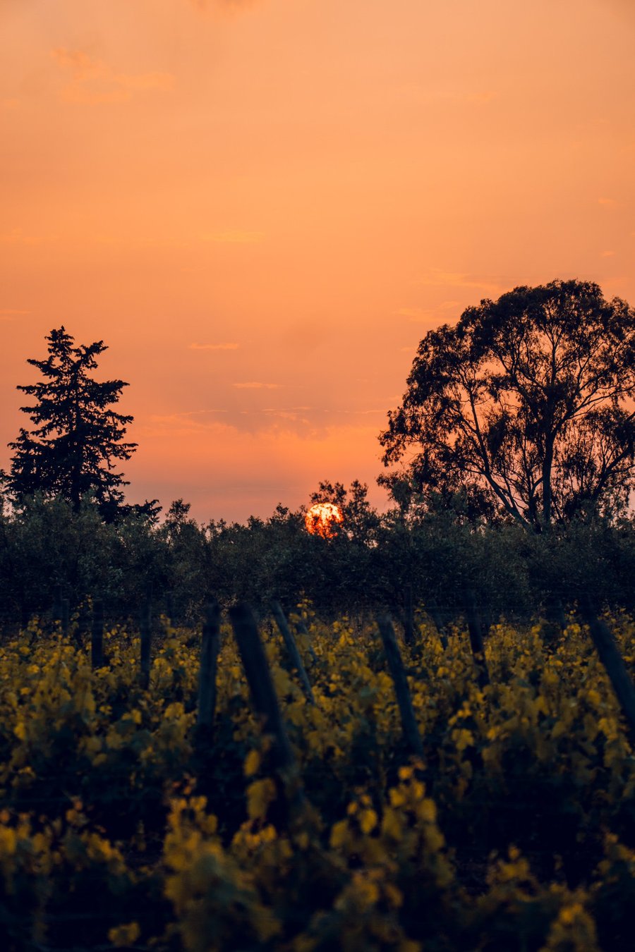 Baglio Occhipinti — photo 21