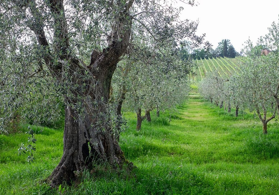 Borgo Argiano — photo 12