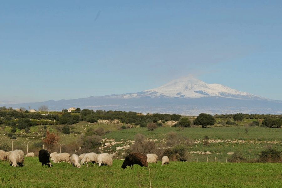 Commenda di San Calogero — photo 25