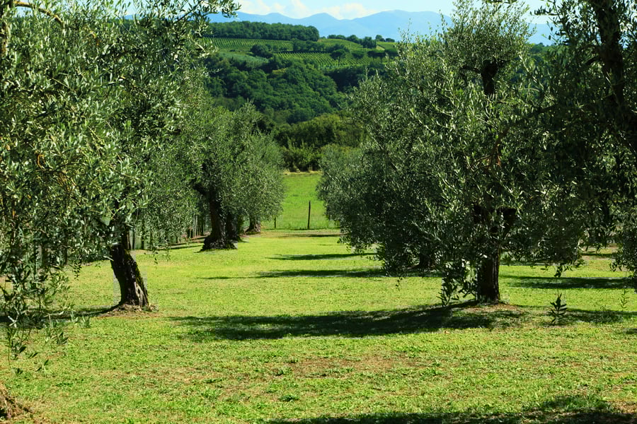 Rara Factory Design House — photo 1