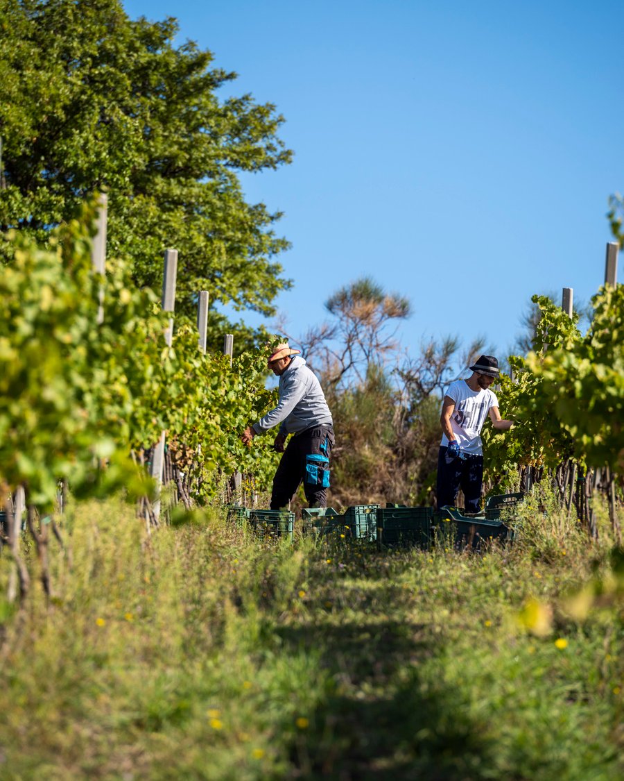 Tenuta San Lorenzo Vecchio — photo 19