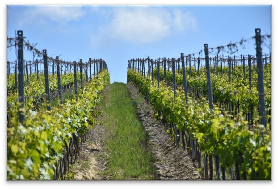 Tenute del Cerro — photo 2