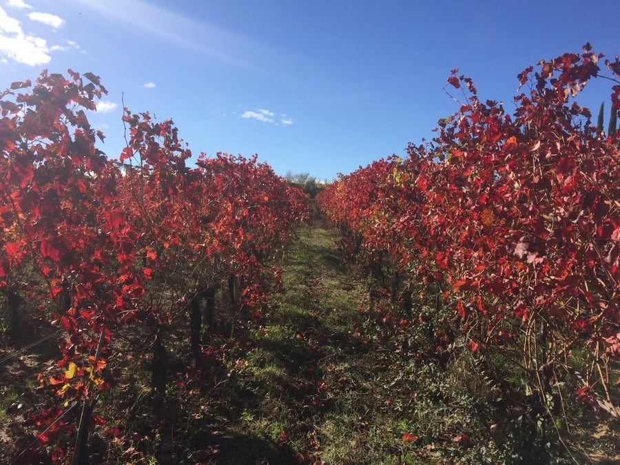 Tenute del Cerro — photo 35