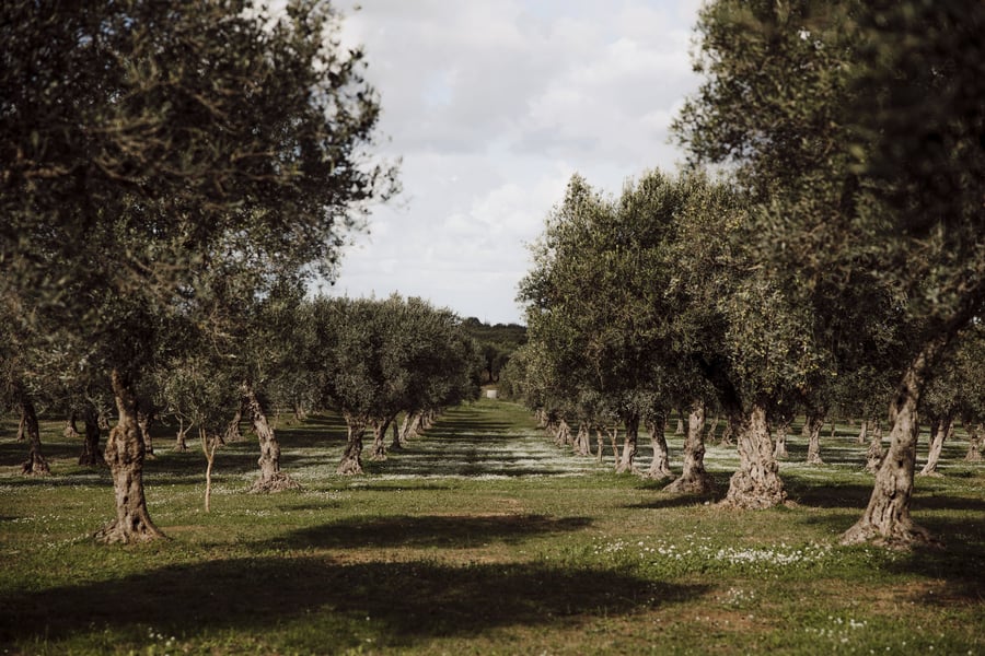 Villa Immacolatella — photo 23