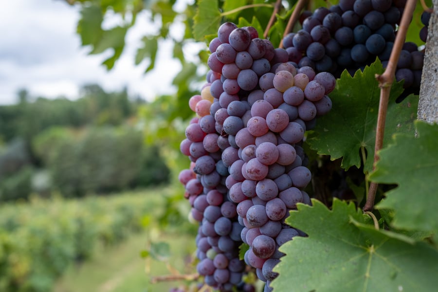 Villa La Collina — photo 22