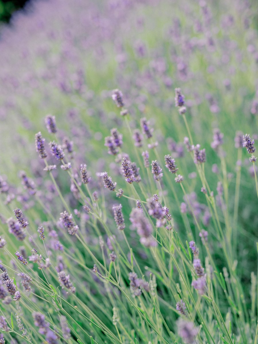 Villa Montanare — photo 21