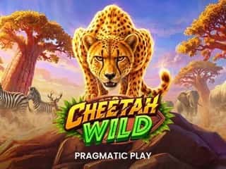 Cheetah Wild