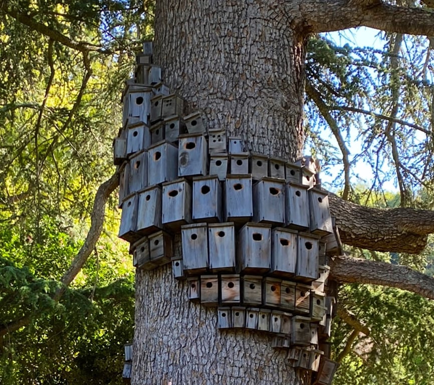 Montalvo Arts Center