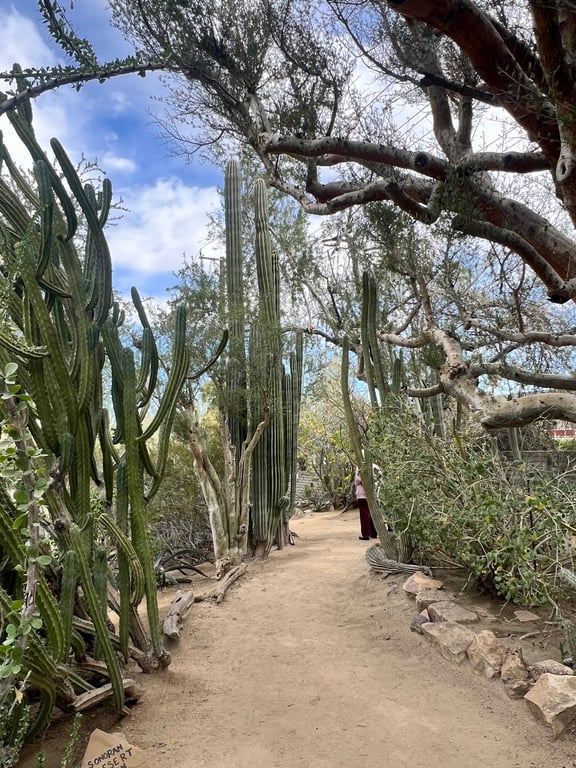Moorten Botanical Garden