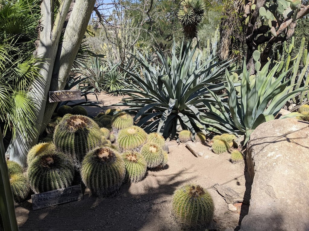 Moorten Botanical Garden