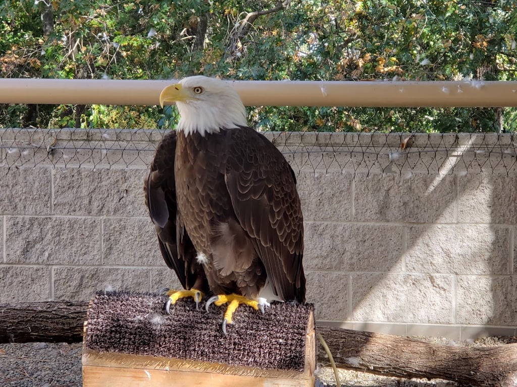 Lindsay Wildlife Museum