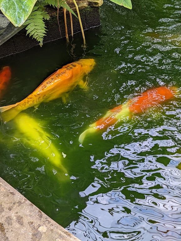 The Birmingham Botanical Gardens
