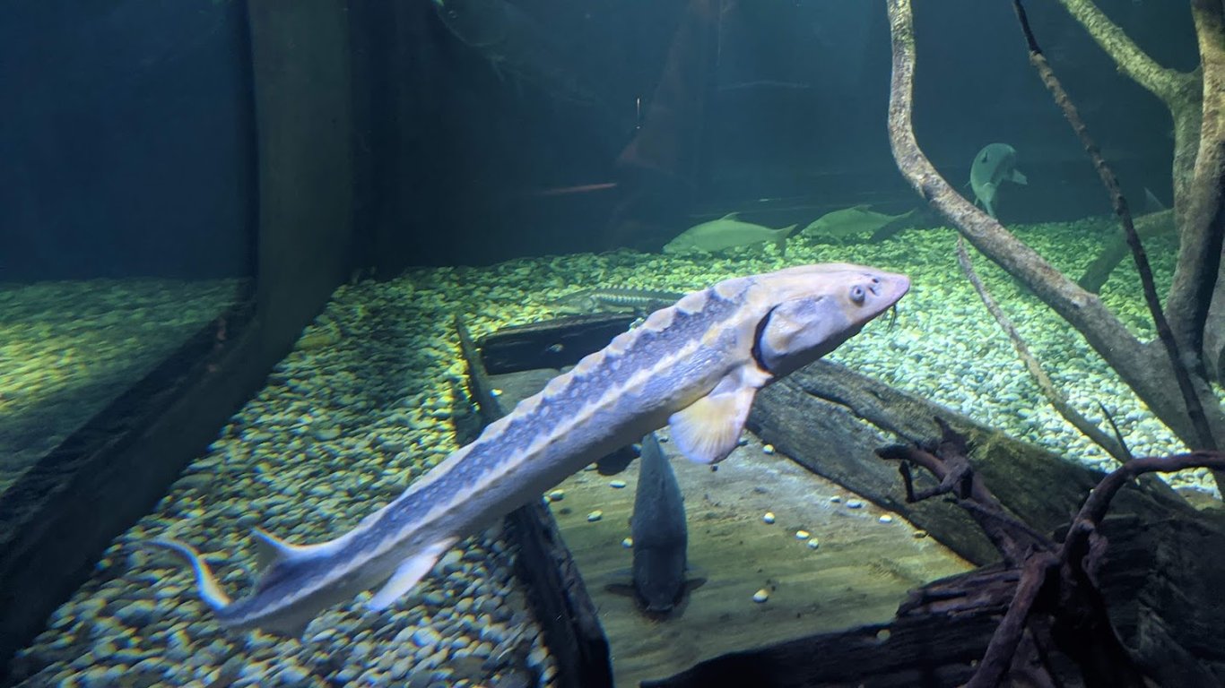 Aquatika Freshwater Aquarium Karlovac