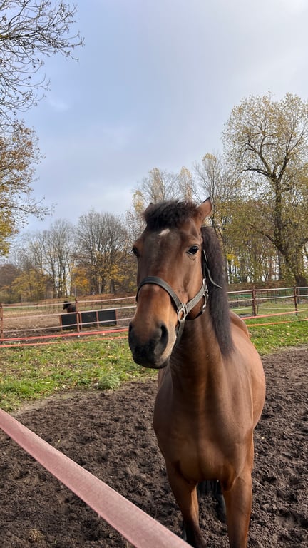 Horse racing training track Sluzewiec
