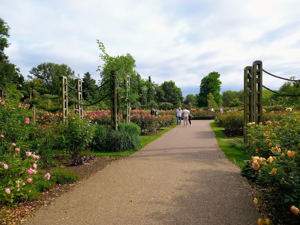 Regent's Rose