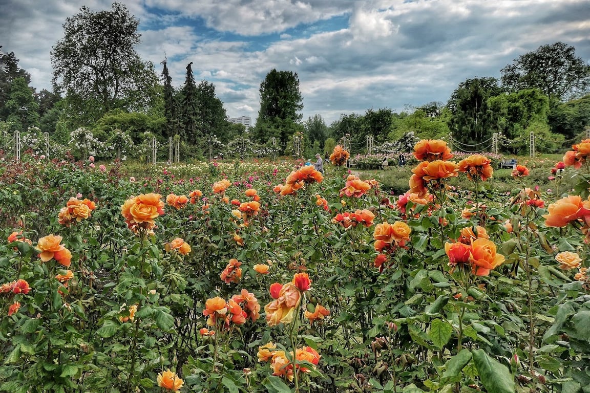 Regent's Rose