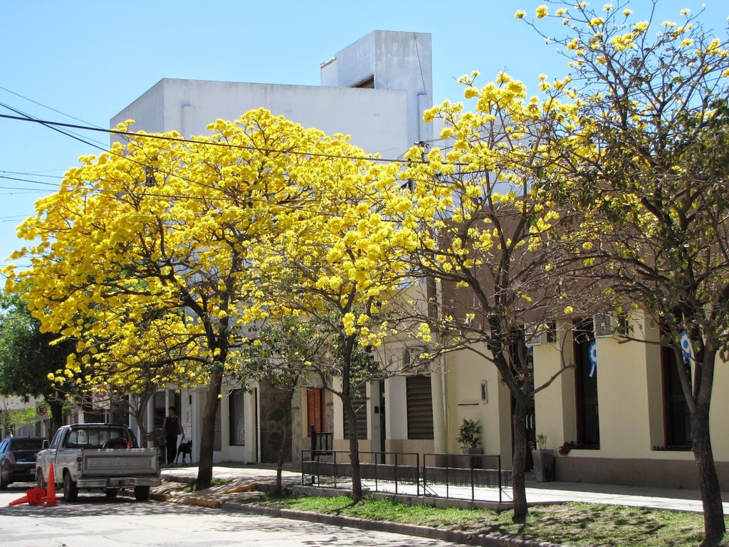 Reconquista Municipal